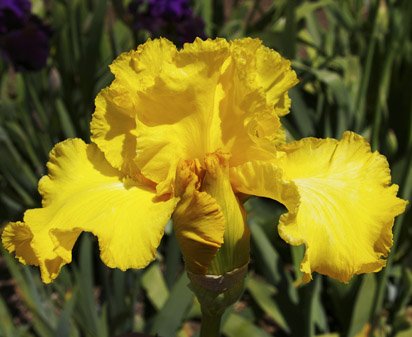 Fleur Delite - tall bearded Iris