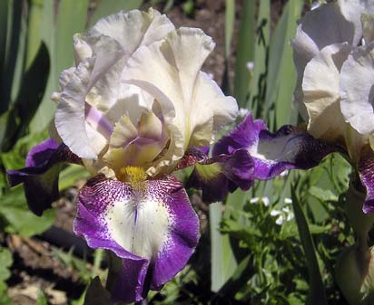 Flickering Firelight - tall bearded Iris