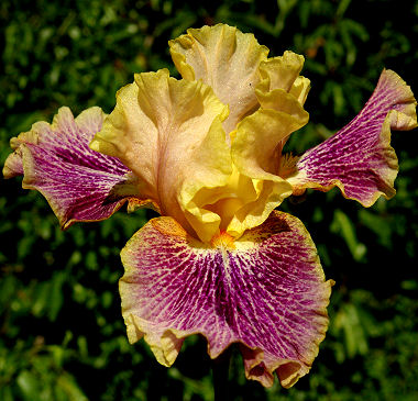 Flights of Fancy - fragrant tall bearded Iris