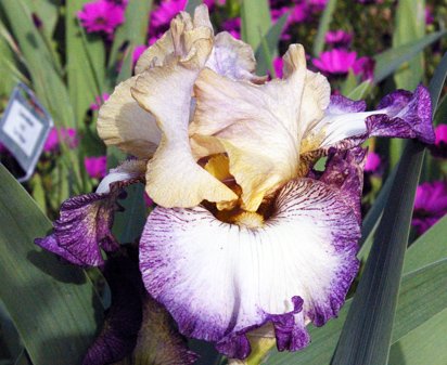 Floorshow - reblooming tall bearded Iris
