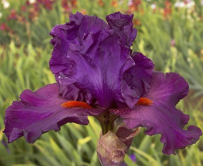 Florence Nightingale - tall bearded Iris