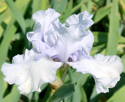 Flow Blue - fragrant tall bearded Iris