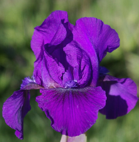 Flower Shower - fragrant reblooming SDB Standard Dwarf Bearded