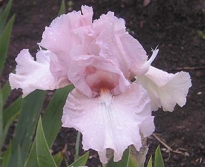 Flute Enchantee - tall bearded Iris