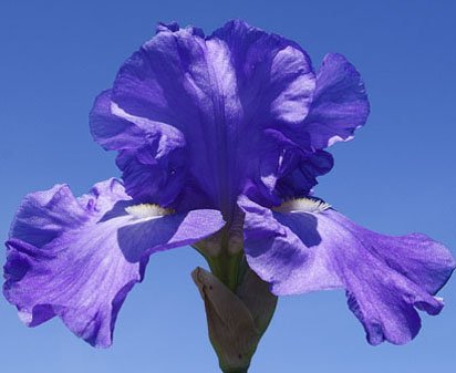 Follow The Fleet - fragrant tall bearded Iris