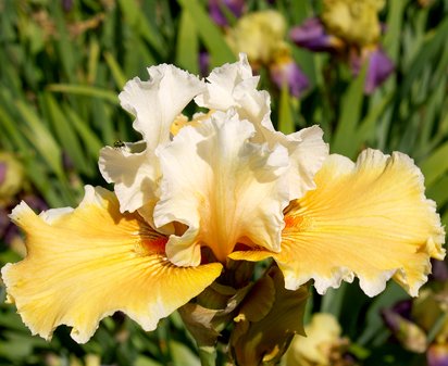 Fondation Van Gogh - tall bearded Iris