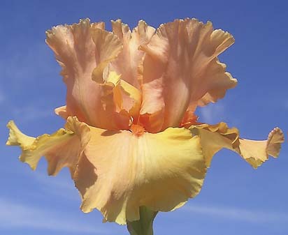 Forbidden Fruit - tall bearded Iris