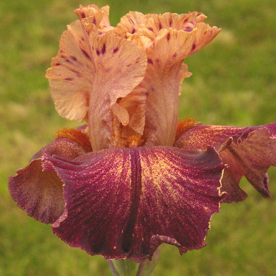 Foreign Accent - fragrant tall bearded Iris