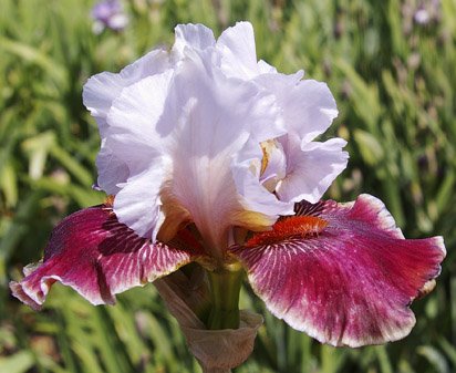 eksplicit Emotion Hub Foreign Knight | Tall bearded Iris - Nola's Iris Gardens