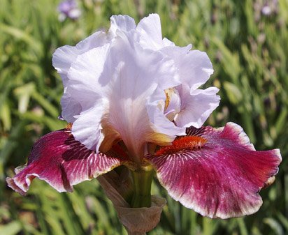 Foreign Knight - tall bearded Iris