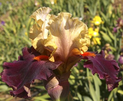 Foreign Legion - tall bearded Iris