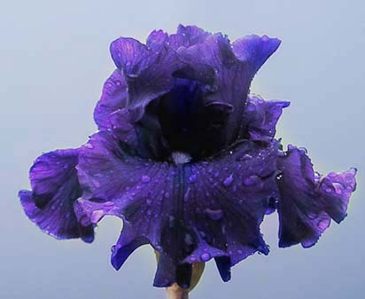 Foreign Statesman - fragrant tall bearded Iris
