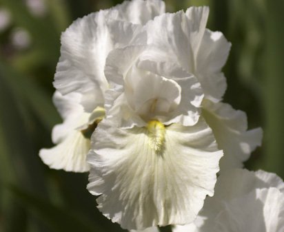 Forever Yours - fragrant reblooming tall bearded Iris
