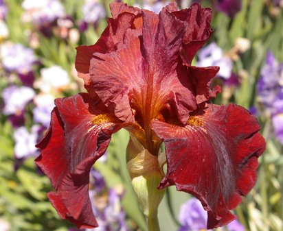 Forge Fire - tall bearded Iris