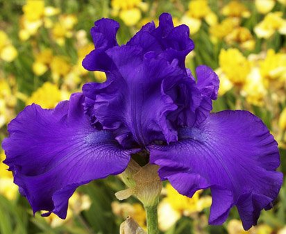 Formal Occasion - Tall bearded Iris