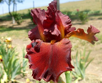 Fort Apache - tall bearded Iris