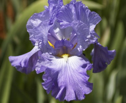 Fort Bragg - fragrant reblooming tall bearded Iris