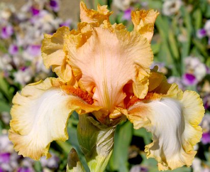 Fortunata - tall bearded Iris