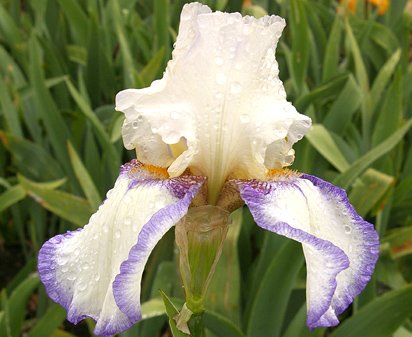 Fortune Teller - tall bearded Iris