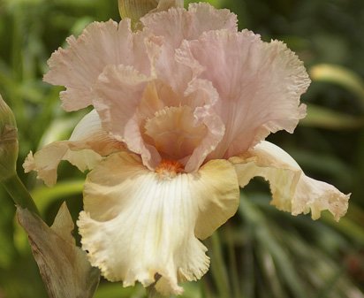 Foxy Lady - reblooming tall bearded Iris