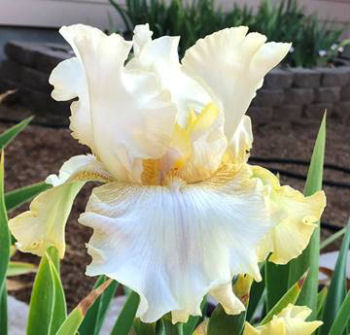 Frances Iva Noid - reblooming tall bearded Iris