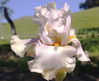 French Rose - fragrant tall bearded Iris