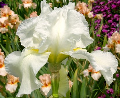 Frequent Flyer - reblooming tall bearded Iris