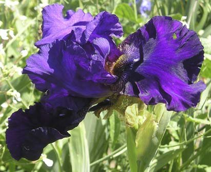 Fright Night - tall bearded Iris
