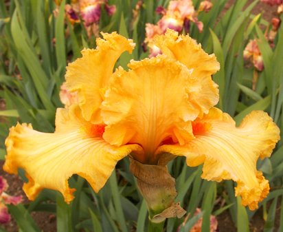 Fringe Benefits - reblooming tall bearded Iris