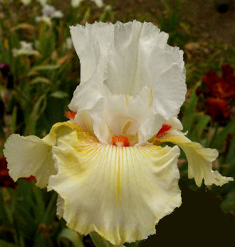 Frontier Lady - tall bearded Iris