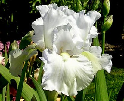 Frost Echo - fragrant reblooming tall bearded Iris