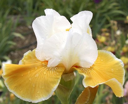 Frosted Pumpkin - tall bearded Iris