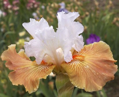 Frosted Rose - fragrant tall bearded Iris
