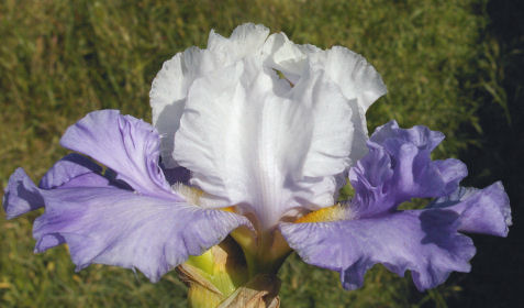 Full Compliment - fragrant tall bearded Iris