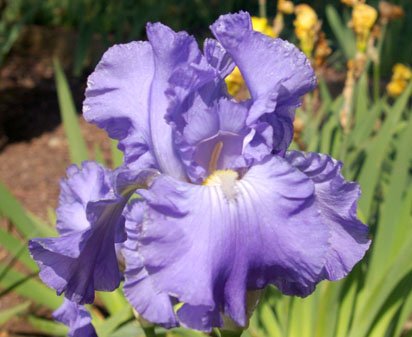 Full Tide - tall bearded Iris