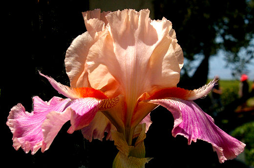 Fuzzy Wuzzy Rocket - tall bearded Iris