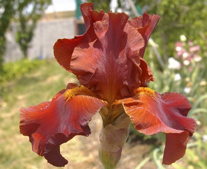 Gallant Moment - tall bearded Iris
