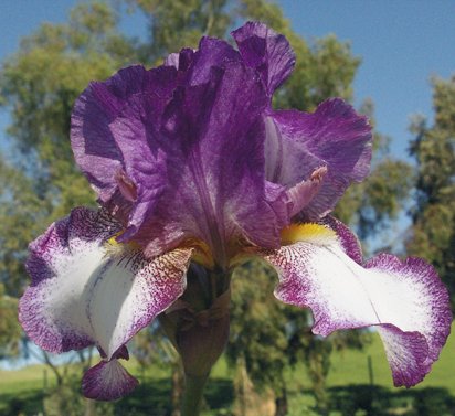 Garden Grace - reblooming tall bearded Iris