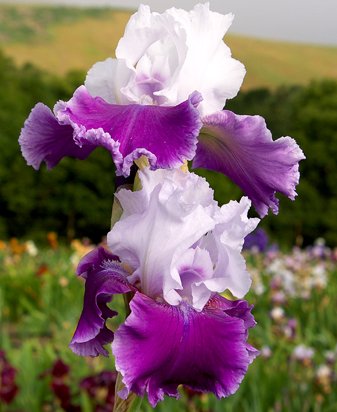 Gay Parasol - tall bearded Iris