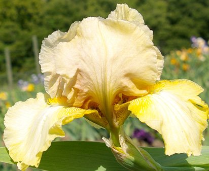 Gentle Fellow - tall bearded Iris