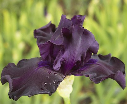 Ghost Train - tall bearded Iris