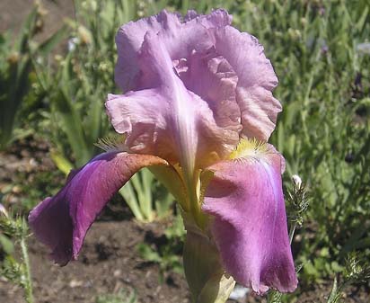 Giant Rose - tall bearded Iris