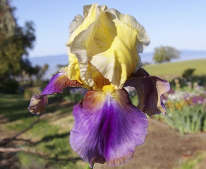 Gina The Gypsy - fragrant tall bearded Iris