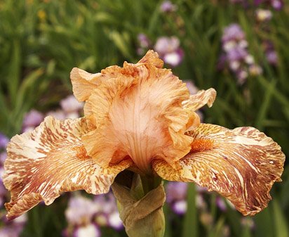 Giraffe Kneehiz - tall bearded Iris