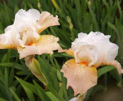 Girl Next Door - fragrant tall bearded Iris