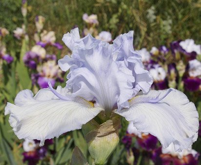 Glacier Point - tall bearded Iris