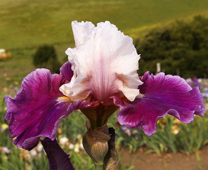 Glad Heart - tall bearded Iris