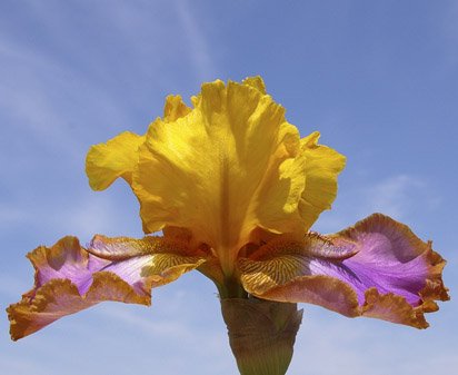 Gladys Austin - fragrant tall bearded Iris