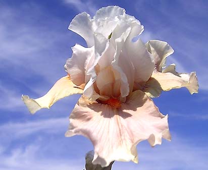 Gladys My Love - fragrant tall bearded Iris