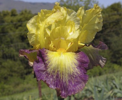 Glitz 'N Glitter - fragrant tall bearded Iris